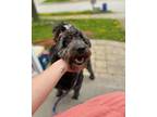 Adopt Raven a Black Golden Retriever / Poodle (Standard) / Mixed dog in