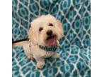 Adopt Leo a White - with Tan, Yellow or Fawn Lhasa Apso / Poodle (Miniature) /