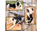 Adopt Abilene a White Blue Lacy/Texas Lacy / Mixed dog in Caldwell