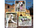 Adopt Alamo a White Blue Lacy/Texas Lacy / Mixed dog in Caldwell, TX (41295578)