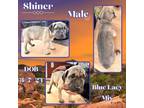 Adopt Shiner a Brown/Chocolate Blue Lacy/Texas Lacy / Mixed dog in Caldwell