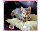 Adopt Bug a Gray, Blue or Silver Tabby Domestic Shorthair cat in Hershey