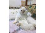 Adopt Marcus a Cream or Ivory (Mostly) Ragdoll (long coat) cat in Newmarket