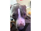 Adopt Roxie a Black American Pit Bull Terrier / Mixed Breed (Medium) / Mixed