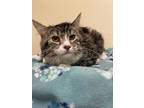 Adopt Curly a Brown Tabby Domestic Mediumhair / Mixed Breed (Medium) / Mixed