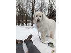 Adopt Bob a White Great Pyrenees / Mixed dog in Oxford, MS (41448235)
