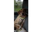Adopt Teddy a Tan/Yellow/Fawn Irish Terrier / Golden Retriever / Mixed dog in