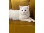 Adopt Cooper a White Turkish Angora (long coat) cat in Newmarket, ON (41448232)