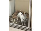 Adopt Oscar a White Jack Russell Terrier / Mixed Breed (Medium) / Mixed (short