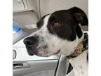 Adopt Kiki a Black Border Collie / Mixed dog in Grand Junction, CO (41448163)