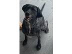 Adopt Apollo a Gray/Silver/Salt & Pepper - with White Australian Shepherd /