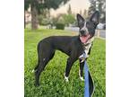 Adopt Snickerdoodle a Black - with White Border Collie / Australian Cattle Dog /
