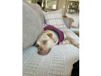 Adopt Clarinet "clare" a Tan/Yellow/Fawn American Staffordshire Terrier / Beagle