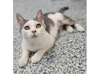 Adopt Jodie a White Domestic Shorthair / Mixed Breed (Medium) / Mixed (short