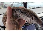 Adopt Cleopatra a Lizard reptile, amphibian, and/or fish in Uwchlan