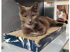 Adopt Clara a Gray or Blue Russian Blue / Mixed (short coat) cat in Magnolia