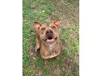 Adopt Bartholomew a American Staffordshire Terrier / Mixed dog in Mobile