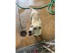 Adopt Agnes a Terrier (Unknown Type, Small) / Mixed dog in Mobile, AL (41208544)