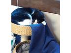 Adopt Java a Black & White or Tuxedo American Shorthair / Mixed (medium coat)