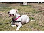 Adopt Lilah a White Mixed Breed (Small) / Mixed Breed (Medium) / Mixed (short