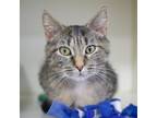 Adopt Jade a Brown Tabby Domestic Shorthair / Mixed Breed (Medium) / Mixed