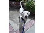 Adopt Toast a White Dalmatian / Boxer / Mixed dog in Newport Beach