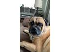 Adopt Monkey a Tan/Yellow/Fawn Chow Chow / Pug / Mixed dog in Chicago