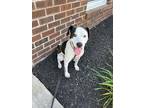 Adopt Ben a White - with Black Jack Russell Terrier / Labrador Retriever / Mixed
