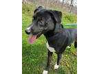 Adopt BINGO a Black - with White Husky / Labrador Retriever / Mixed dog in St