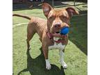 Adopt Ruby a American Pit Bull Terrier / Mixed dog in Aberdeen, WA (40983135)