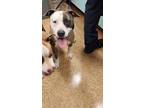 Adopt Tammy a Brindle American Pit Bull Terrier / Mixed Breed (Medium) / Mixed