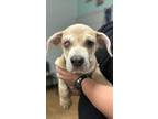 Adopt Frank a Brindle Cane Corso / Mixed Breed (Medium) / Mixed (short coat) dog