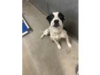 Adopt Scooby a White American Pit Bull Terrier / Mixed Breed (Medium) / Mixed