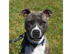 Adopt Beau a Brindle - with White Pit Bull Terrier / Mixed dog in Searcy