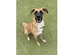 Adopt Bambi a Belgian Malinois / Mixed dog in Albuquerque, NM (41192867)