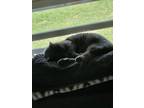 Adopt Grey a Gray or Blue American Shorthair / Mixed (short coat) cat in