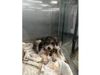 Adopt KODY a Gray/Silver/Salt & Pepper - with Black Poodle (Miniature) /