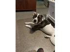 Adopt Max a Tricolor (Tan/Brown & Black & White) American Pit Bull Terrier /