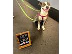 Adopt Dutton a Terrier (Unknown Type, Small) / Mixed dog in Fort mill