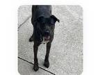 Adopt Teddy a Brindle - with White Plott Hound / Mutt / Mixed dog in Atlanta
