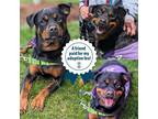 Adopt Scotch a Black Rottweiler / Mixed Breed (Medium) / Mixed (short coat) dog