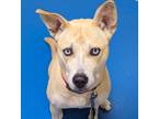 Adopt Lyric a White Husky / Labrador Retriever / Mixed (short coat) dog in