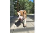 Adopt Frog*RxZDdiet a Brindle Mixed Breed (Small) / Mixed Breed (Medium) / Mixed