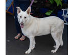 Adopt Koa a White German Shepherd Dog / Mixed Breed (Medium) / Mixed (short