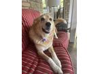 Adopt Martina a Red/Golden/Orange/Chestnut Golden Retriever / Great Pyrenees /