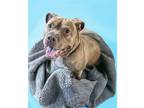 Adopt kit kat a Brown/Chocolate - with White Pit Bull Terrier / Mixed dog in
