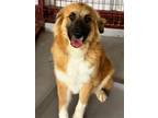 Adopt Lolita a Brown/Chocolate - with Black Great Pyrenees / Anatolian Shepherd