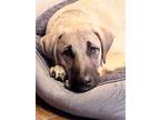 Adopt Belami a Anatolian Shepherd / Mixed dog in Midway, UT (41288549)