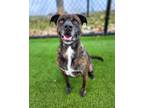 Adopt Betty 1609-22 a Black Boxer / Mixed Breed (Medium) / Mixed (short coat)
