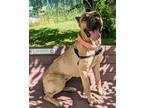 Adopt Toffee a Tan/Yellow/Fawn Cane Corso / Mixed Breed (Medium) / Mixed (short